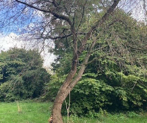 Dood hout essentieel voor biodiversiteit