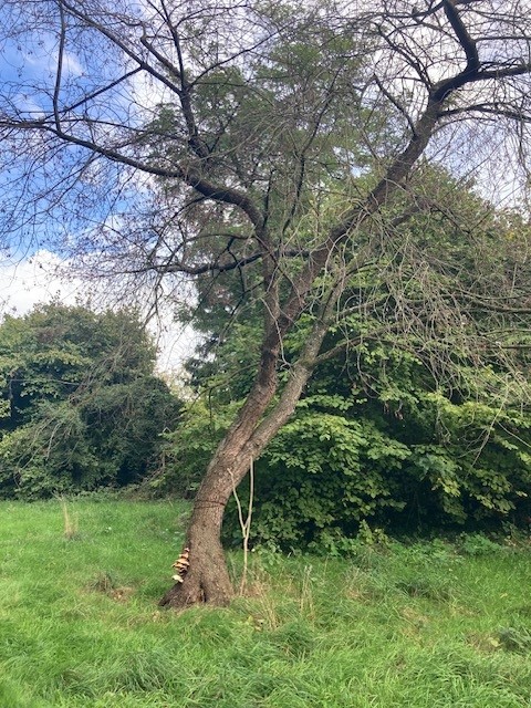 Dood hout essentieel voor biodiversiteit