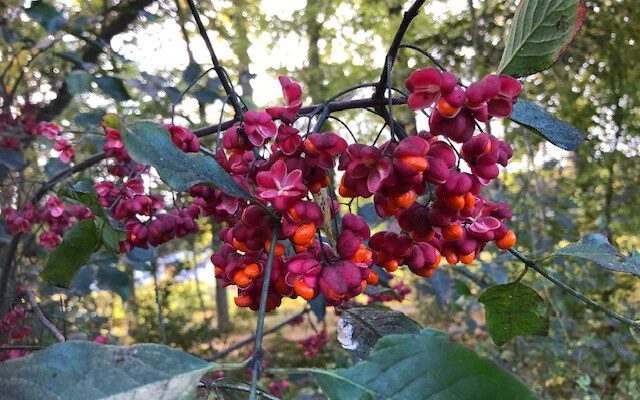 Werkochtend 12 oktober 2024