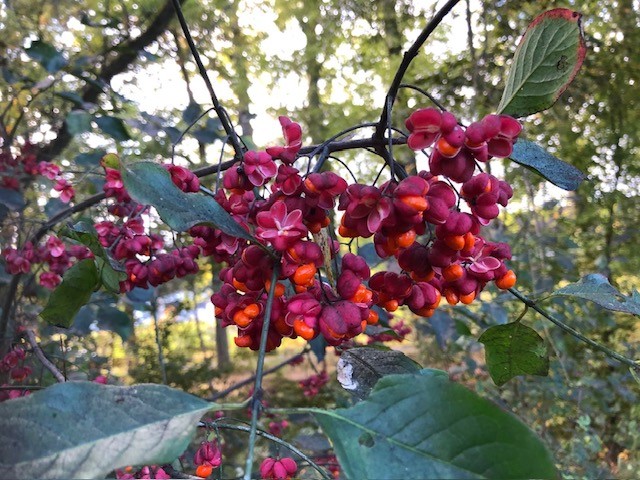 Werkochtend 12 oktober 2024