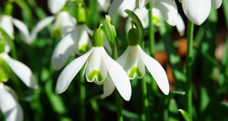 De Stinzenplanten bloeien