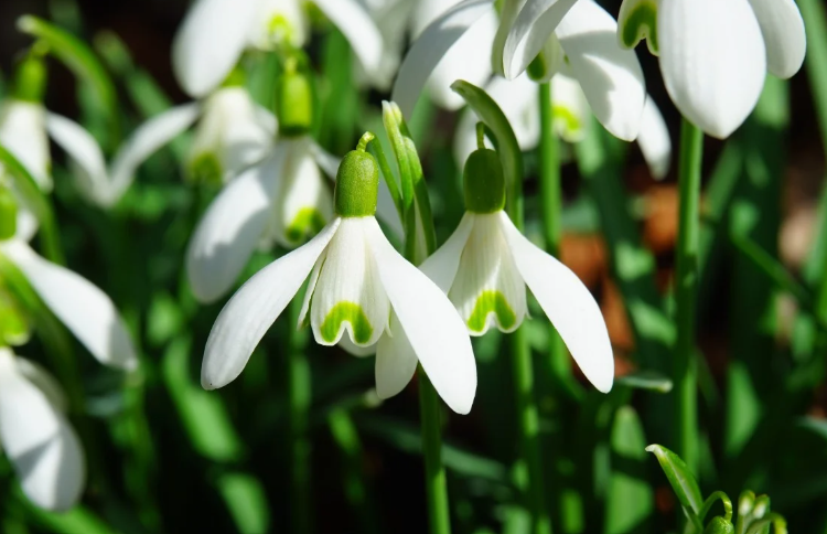 De Stinzenplanten bloeien