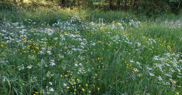 Biodiversiteit in bloei
