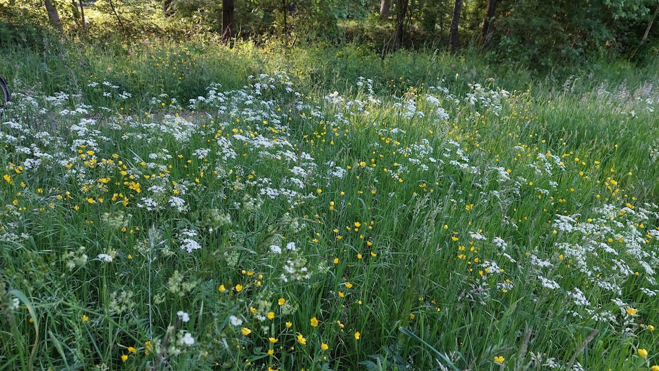 Biodiversiteit in bloei